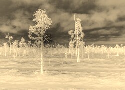 Sepia + Negatyw