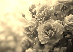 Szary + Sepia