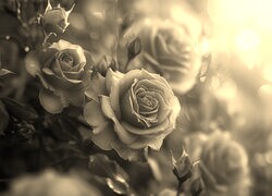 Szary + Sepia