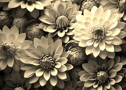Szary + Sepia