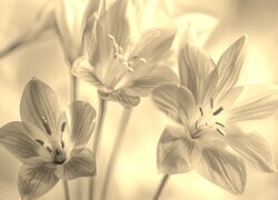 Szary + Sepia