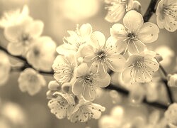 Szary + Sepia