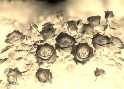 Sepia + Negatyw