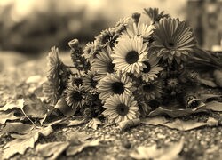 Szary + Sepia