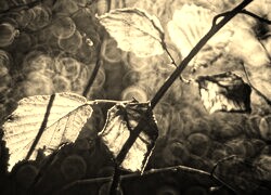 Szary + Sepia