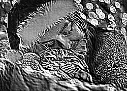 Skamielina