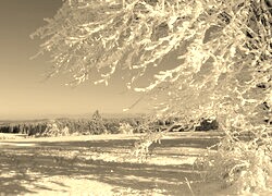 Szary + Sepia