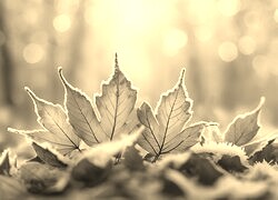 Szary + Sepia