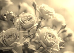 Szary + Sepia
