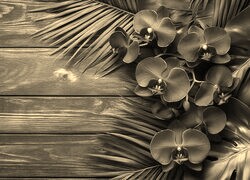 Szary + Sepia