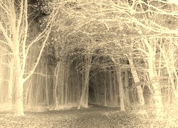 Sepia + Negatyw