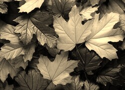 Szary + Sepia