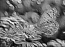 Skamielina