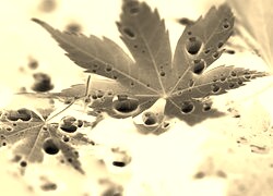 Sepia + Negatyw