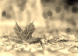 Sepia + Negatyw
