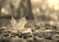 Sepia