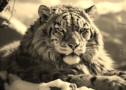 Szary + Sepia