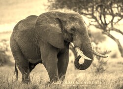 Sepia