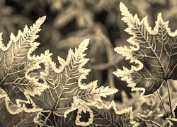 Sepia