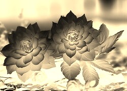 Sepia + Negatyw