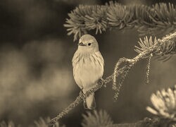 Szary + Sepia