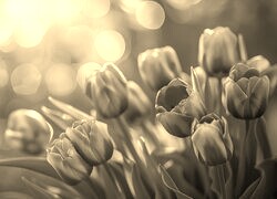 Szary + Sepia