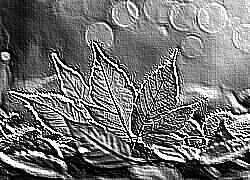 Skamielina