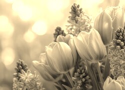 Szary + Sepia