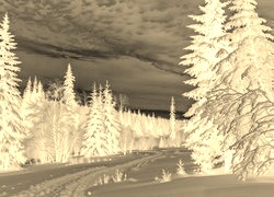 Sepia + Negatyw