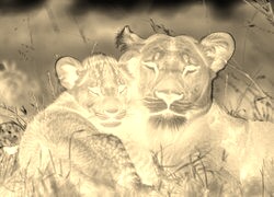 Sepia + Negatyw