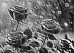 Skamielina