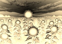 Sepia + Negatyw