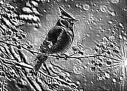 Skamielina