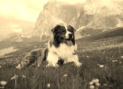 Szary + Sepia