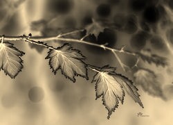 Sepia + Negatyw