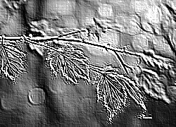 Skamielina
