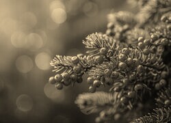 Szary + Sepia