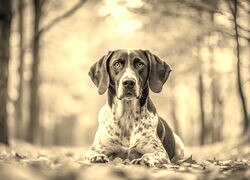 Sepia