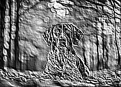 Skamielina