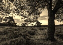 Szary + Sepia