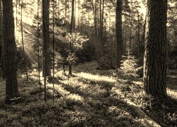 Szary + Sepia