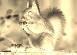 Sepia + Negatyw