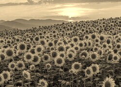 Szary + Sepia