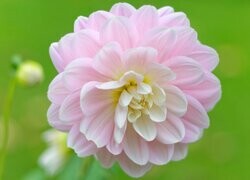 Oryginalny obrazek