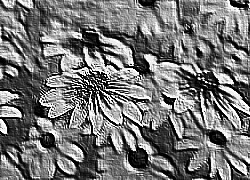 Skamielina