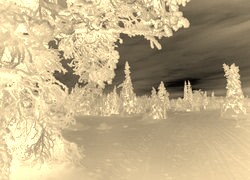 Sepia + Negatyw