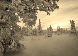 Szary + Sepia