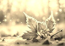Szary + Sepia