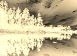 Sepia + Negatyw