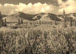 Szary + Sepia